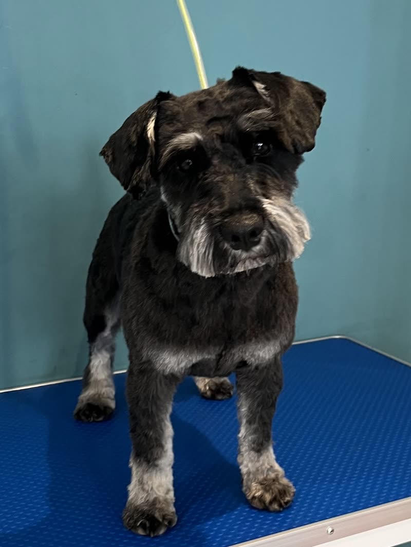 A freshly groomed black and silver schnauzer on the blue grooming table against the teal wall of the salon
