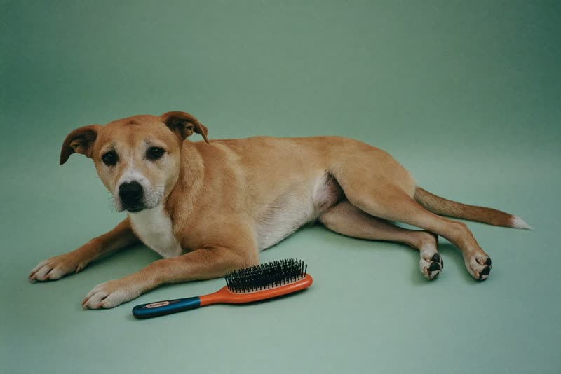 A calm dog resting beside a groomer's brush and comb