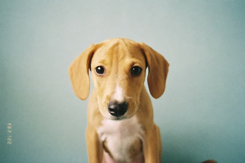 A puppy sitting calmly on a pale backdrop