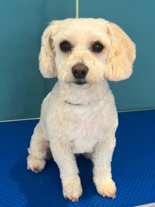 Cream bichon-poodle cross on the grooming table after a full clip and blow-dry