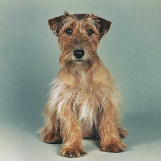 A wiry-coated terrier after a hand-strip and tidy
