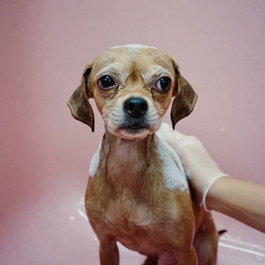 A small dog being bathed, soft suds on its coat
